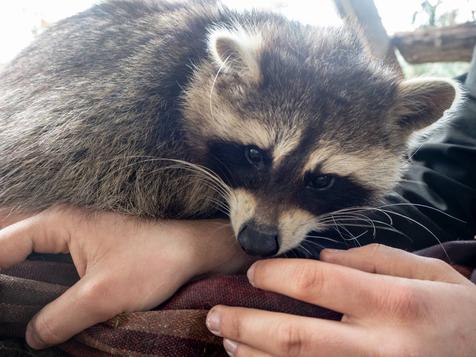Meeting a raccoon during the Binturong Experience at Hoo Farm