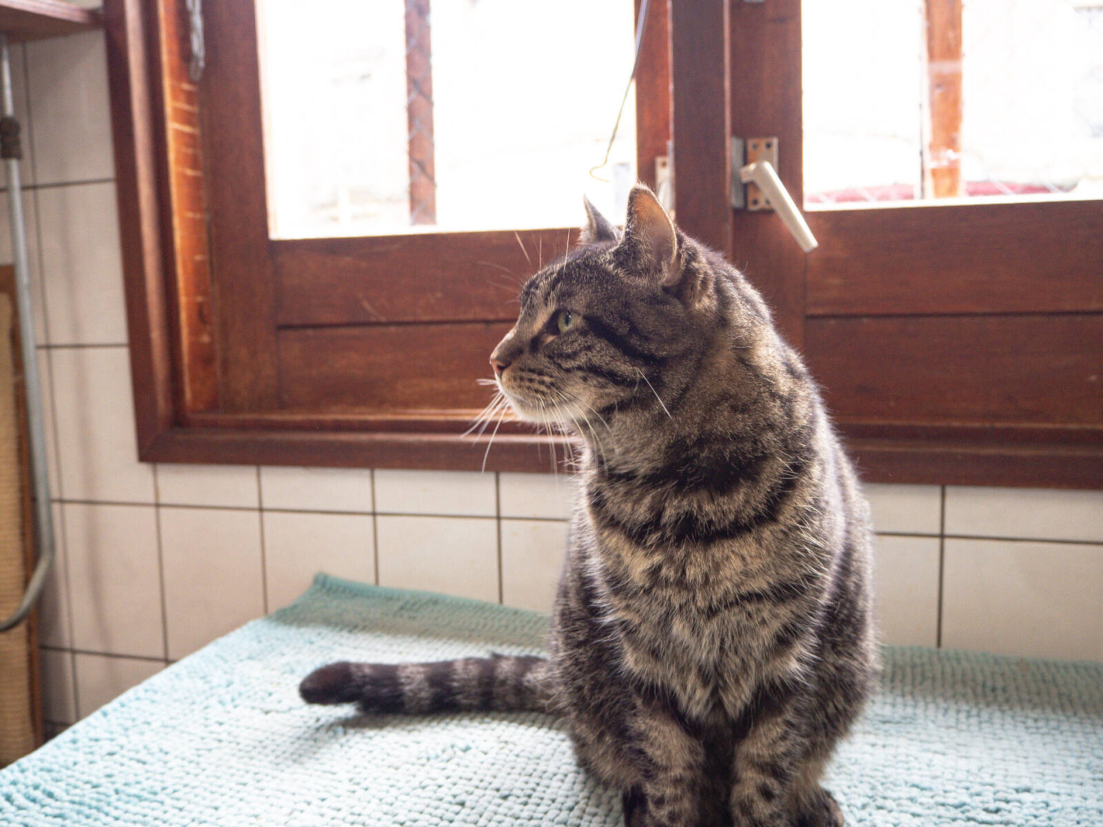 Alternative things to do in Amsterdam - De Poezenboot
A tabby cat on board the boat